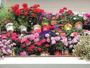 Girona Temps de Flors 2014. Els balcons de Girona