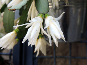 Girona Temps de Flors 2014. Els balcons de Girona