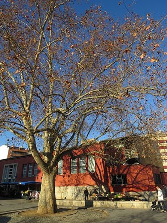 Vista actual del Mercat del Lle&oacute, amb el pl&agrave;tan en primer terme