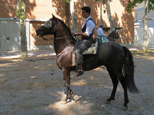 La Cavalcada de Sant Antoni 2015
