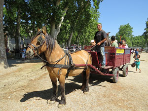La Cavalcada de Sant Antoni 2015