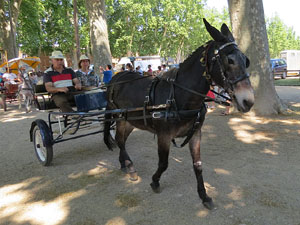 La Cavalcada de Sant Antoni 2015