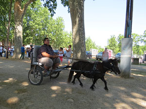 La Cavalcada de Sant Antoni 2015