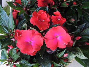 Temps de Flors 2015. Carrer Albereda, Rambla Verdaguer i voltants