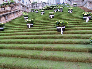 Temps de Flors 2015. Les escales de la Catedral i voltants