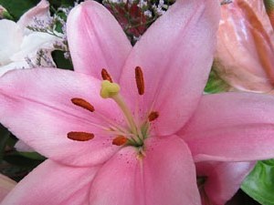 Temps de Flors 2015. Les escales de la Catedral i voltants