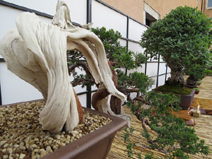 Temps de Flors 2015. Museu d'Hist&ograve;ria de Girona