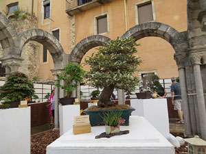 Temps de Flors 2015. Museu d'Hist&ograve;ria de Girona
