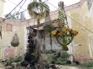 Temps de Flors 2015. Antic Cinema Modern