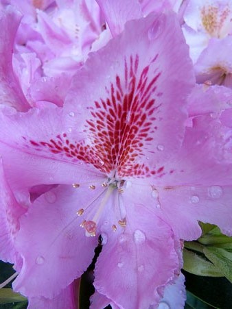 Flors de la decoraci&oacute;
