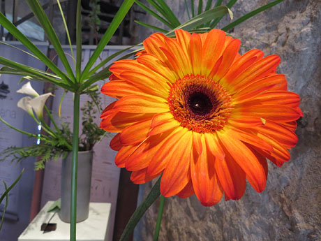 Temps de Flors 2015. Les Sarra&iuml;nes