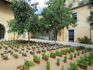 Temps de Flors 2015. Universitat de Girona - Sant Dom&egrave;nec