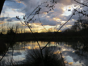 Els aiguamolls de Santa Eug&egrave;nia, espai de natura