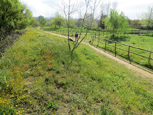 Els aiguamolls de Santa Eug&egrave;nia, espai de natura