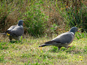 Els aiguamolls de Santa Eug&egrave;nia, espai de natura