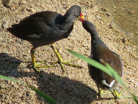 Polles d'aigua (Gallinula chloropus)