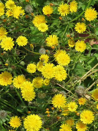 Xicoia, pixallits o dent de lle&oacute; (Taraxacum officinale)