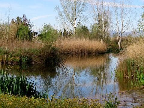 Els aiguamolls de Santa Eug&egrave;nia