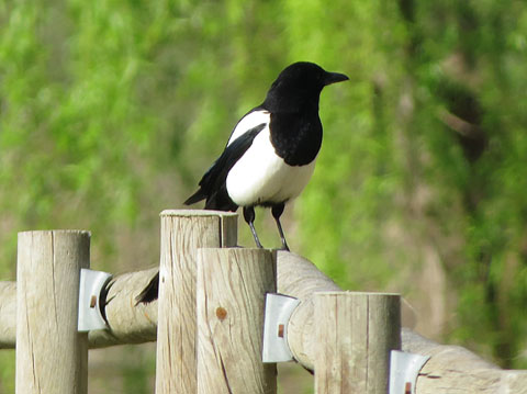 Garsa (Pica pica)