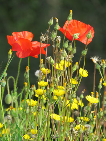 Quiquiriquic o rosella, (Papaver rhoeas)