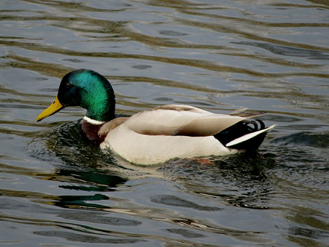 &Agrave;nec collverd (Anas platyrhynchos) mascle