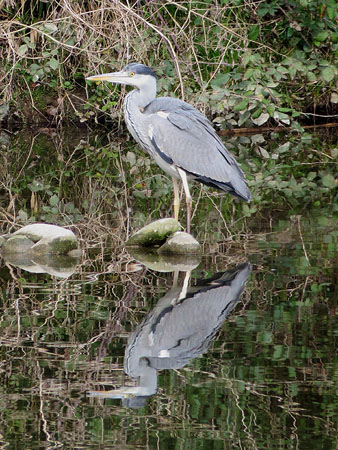 Bernat pescaire o agr&oacute; gris (Ardea cinerea)