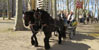 Cavalcada de Sant Antoni