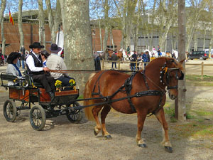 La Cavalcada de Sant Antoni 2016
