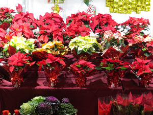 Nadal 2015 a Girona. Firanadal a la pla&ccedil;a Independ&egrave;ncia