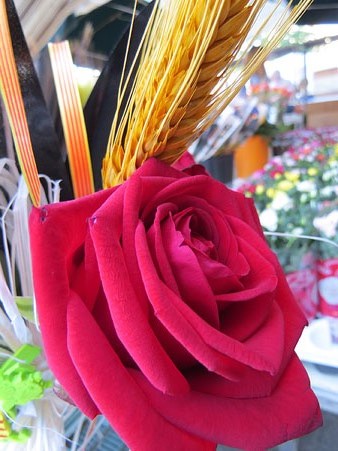 Una rosa a la Rambla de la Llibertat