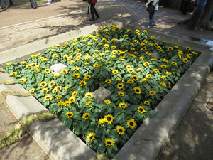 Temps de Flors 2016. Diversos espais del Passeig Arqueol&ograve;gic