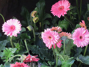 Temps de Flors 2016. Decoraci&oacute; floral als Banys &Agrave;rabs