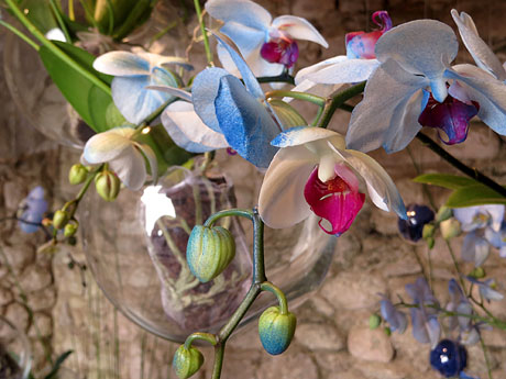 Temps de Flors 2016. Decoraci&oacute; floral als Banys &Agrave;rabs