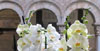 Claustre de la Catedral
