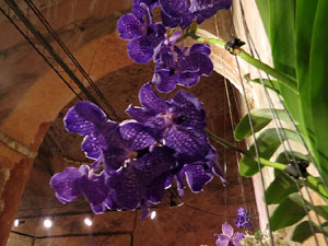 Temps de Flors 2016. Museu d'Hist&ograve;ria de Girona: espais de la Carbonera, la Cisterna, la Terrassa del Museu i l'Assecador