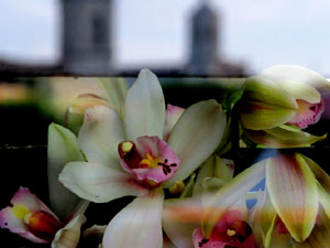 Temps de Flors 2016. Nit de Flors i Sabors al Mercat del Lle&oacute;