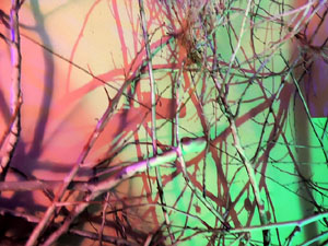 Temps de Flors 2016. Antic Cinema Modern