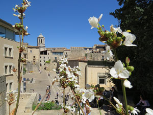Temps de Flors 2016. Sant Dom&egrave;nec i Universitat de Girona