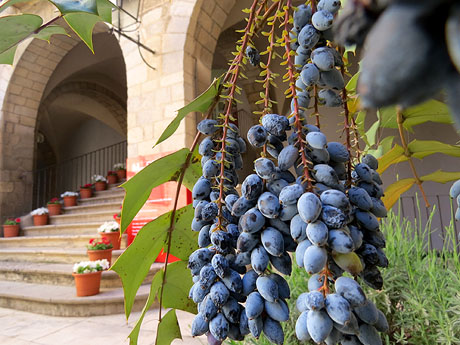 Temps de Flors 2016. Pati del Museu d'Art