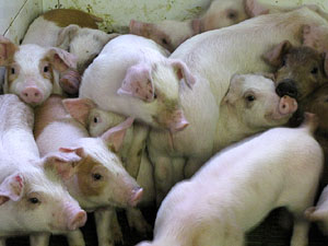 Porcs de la Granja Can Mercader