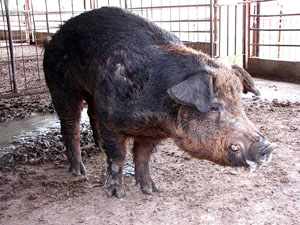 Porcs de la Granja Can Mercader. El verro