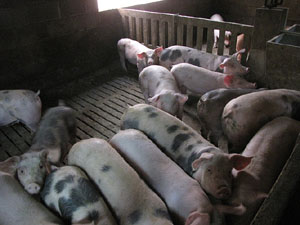 Porcs de la Granja Can Mercader