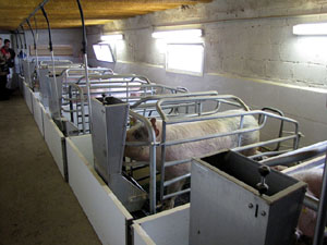 Porcs de la Granja Can Mercader