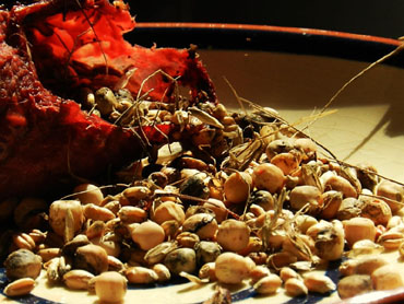 El pap d'un tud&oacute; ple de gra