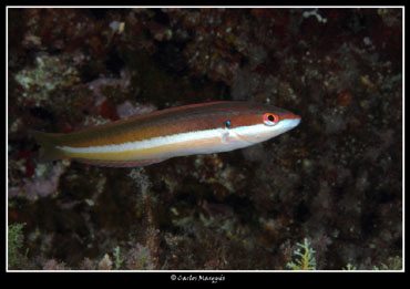 Julivia femella. Foto de Carlos Marqu&eacute;s