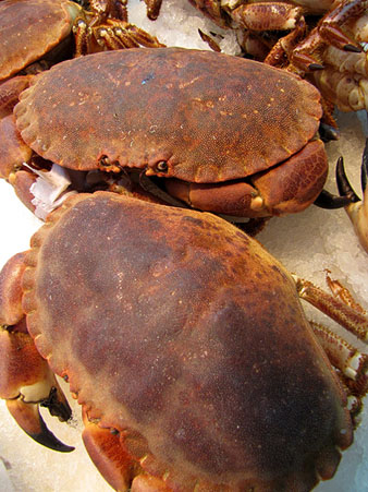 Bou de mar (Cancer pagurus)