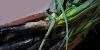 Mostra