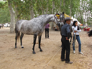 Ampliar