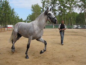 Ampliar