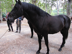 Ampliar